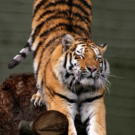 Why has the Convention on Biological Diversity failed?