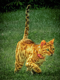 3rd Place  – Tony Berard