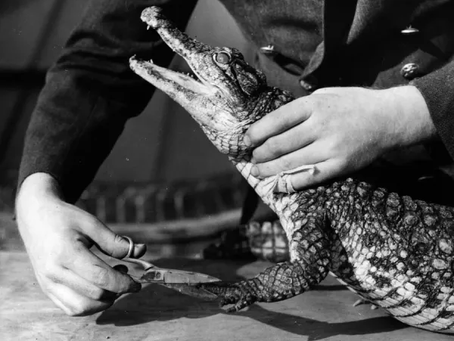 Conspiracy and "About a Secret Crocodile" (1970)
