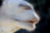 05 East of Laughter, Chapter 2, "Camel's Nose"