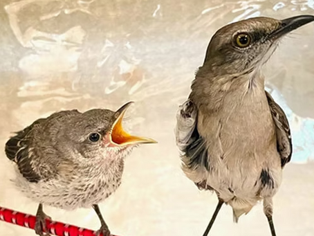 04AD: "One-Eyed Mocking-Bird"