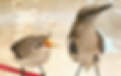 04AD: "One-Eyed Mocking-Bird"