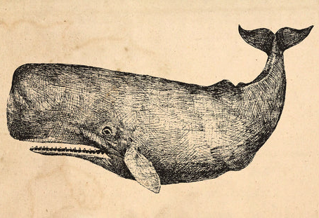 "Ahoy the Whale" (1977)