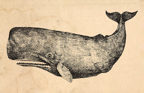 "Ahoy the Whale" (1977)