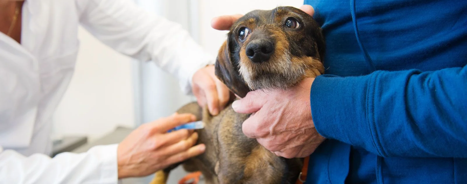 Pet Vaccination Winnipeg Pembina Veterinary Hospital