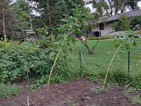 2024 08 27 - And other things died