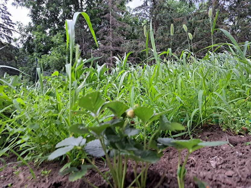 There are still knee high weeds in my strawberry patch.