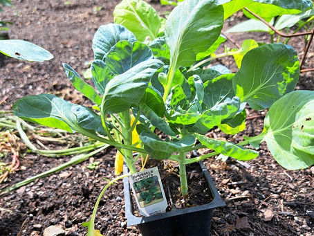 2025 06 29 - 3rd times a ...