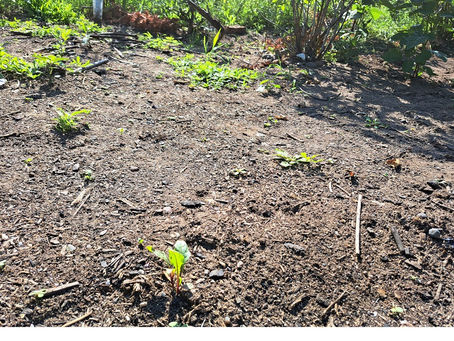 2025 07 13 - Watering