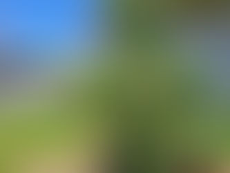 2025 05 12 - Flowers