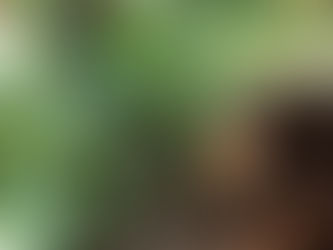 Same melon, two views