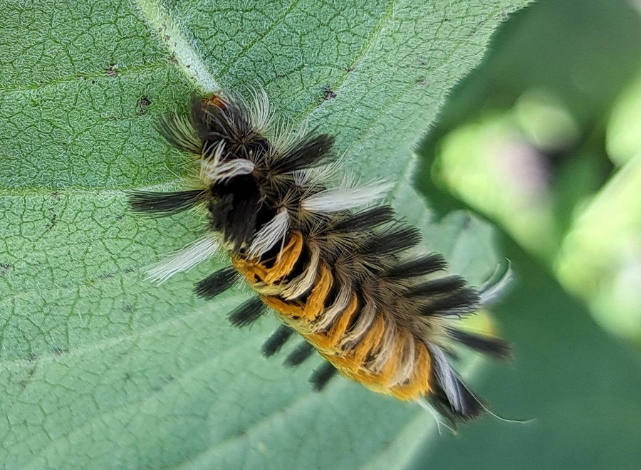 tussock moth caterpillar