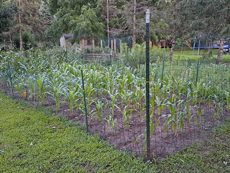 2024 08 10 - Moved fence