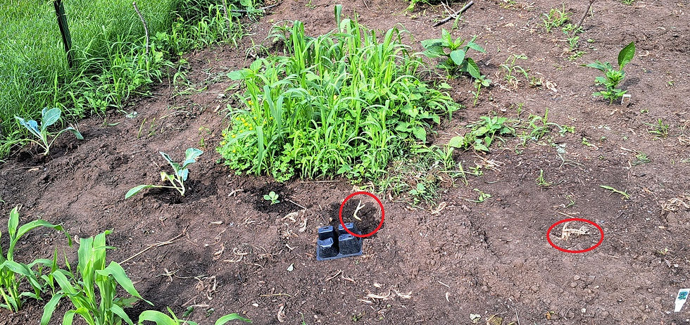 Overnight, 2 of my brussels sprouts are gone, the other one in the row is fighting to come back from the first planting.