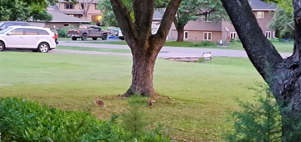 A couple of Smaller vermin.