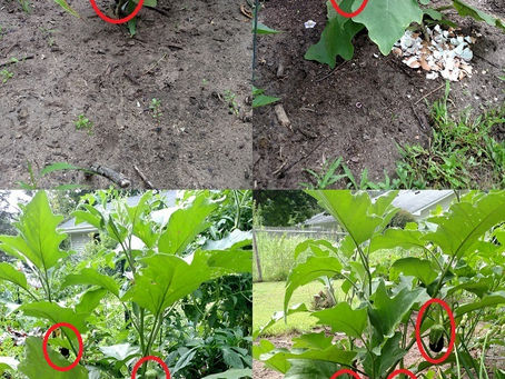 Wish they were good ...