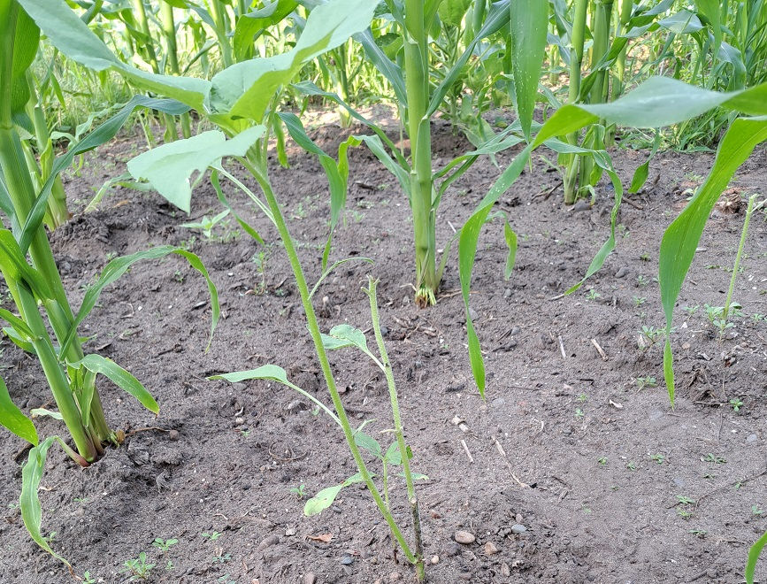Sunflowers chewed off a foot up.