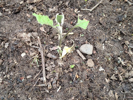 Was it the bunnies ?