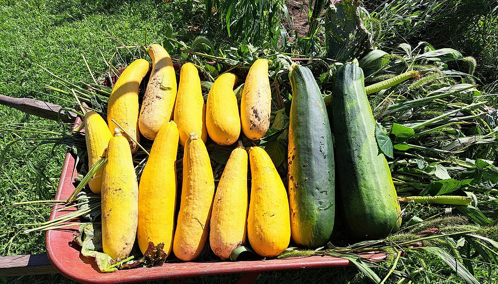 Off to the compost pile.