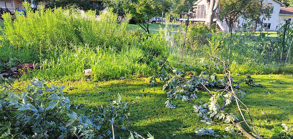 I pulled a branch off my fence before I took this picture.