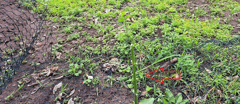 Milkweed stalk, the day after