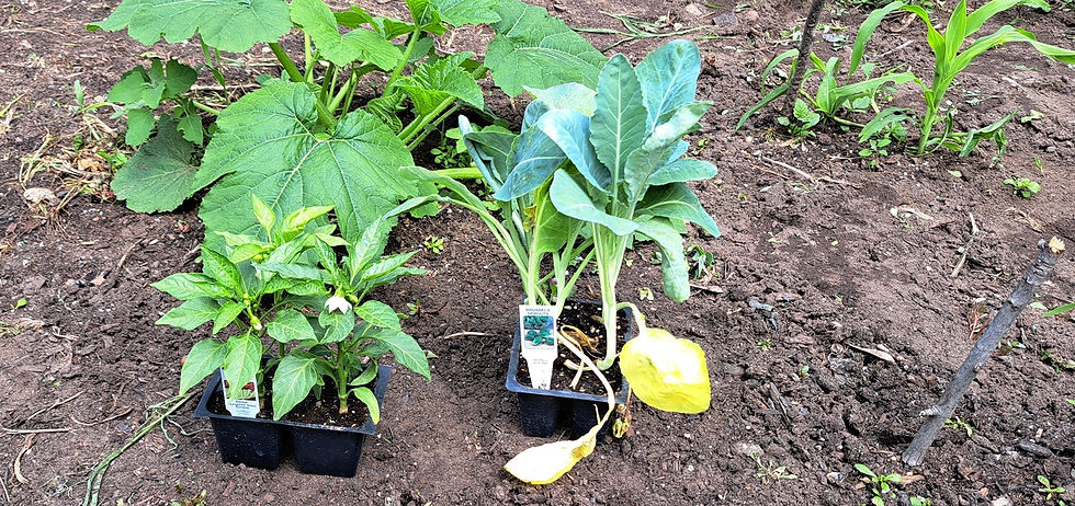 New replacement plants from Hudson.