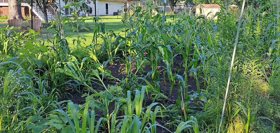 The wind also blew around the corn.