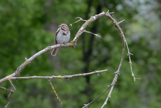 Song Sparrow