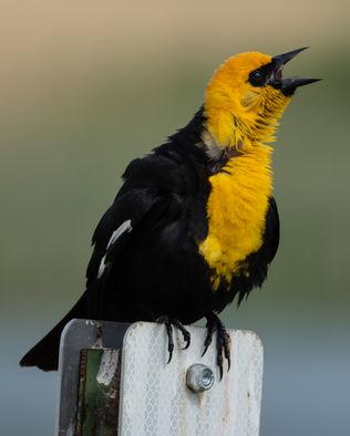 Yellow-Headed Blackbird