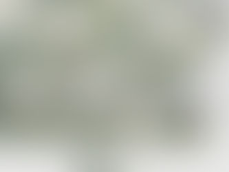 Big Deals! Classy Sage Green White Chinoiserie Flowers Birds Wrapping Paper