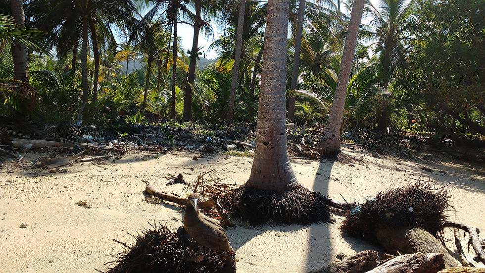 Caminatas por la playa