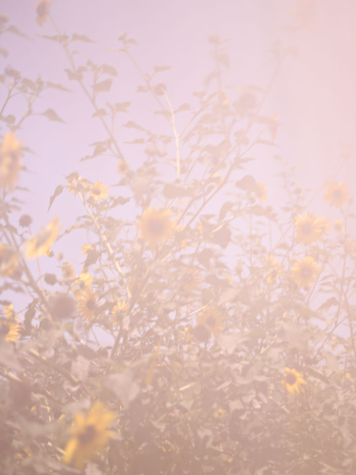 יער מאכל-24.jpg