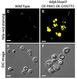 fmicb-07-00070-g003.jpg