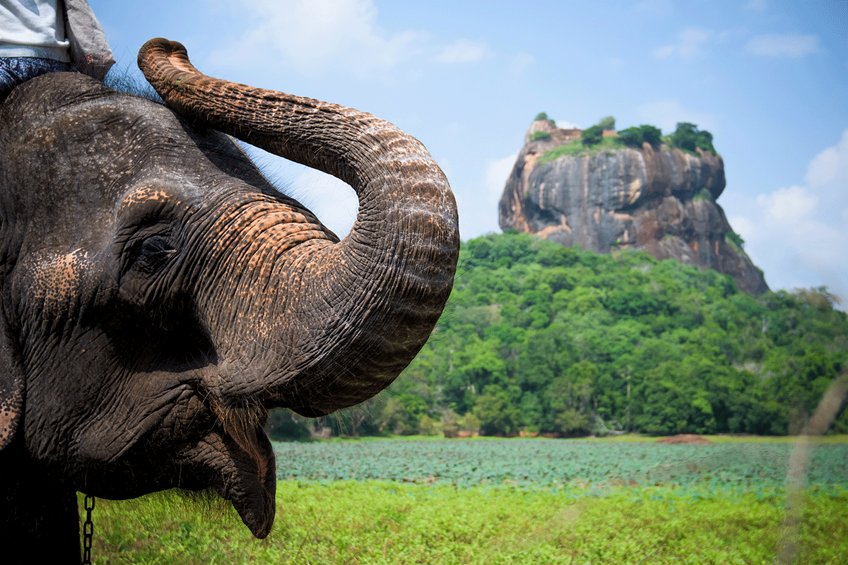 Le Sri Lanka lève à son tour toutes les mesures liées au Covid-19