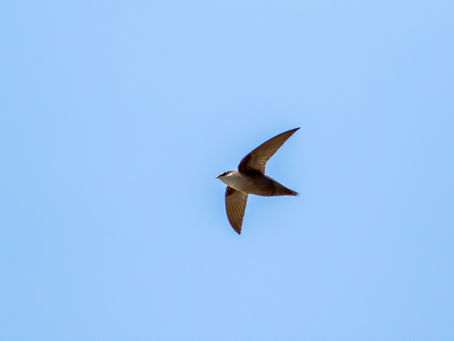 Chimney Swift in flight in Louisiana