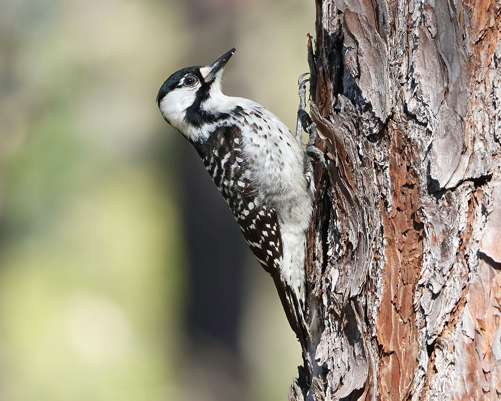 Eye-level view of a Red-cockaded Woodpecker on a mature longleaf pine trunk.