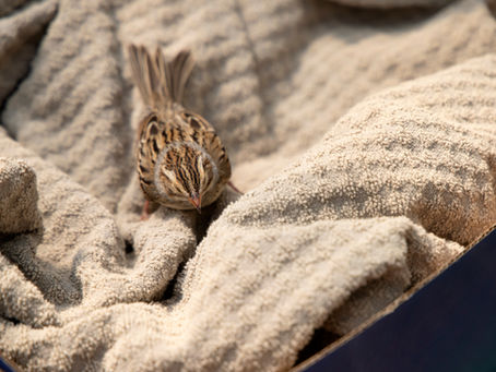 An injured bird in a soft cloth-lined box. Make sure to poke holes in the lid for ventilation and keep the box lid closed for transport to a federallypermitted avian rehabilitator.