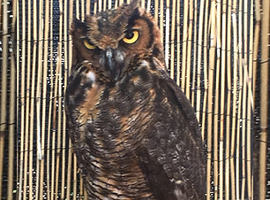Adopt a Bird Hibou Great Horned Owl Acadiana Wildlife Education Rehabilitation