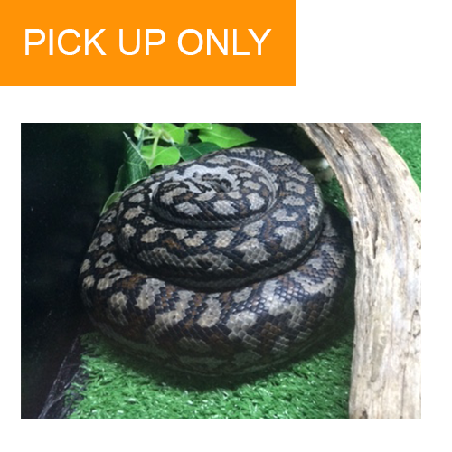 Murray Darling Carpet Python (juvenile) Mentone Aquarium