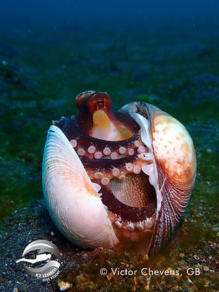 Coconut Octopus.jpg