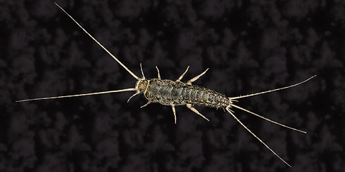 Silverfish