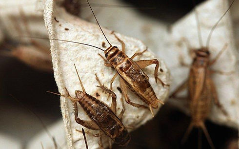 Crickets