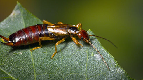 Earwig