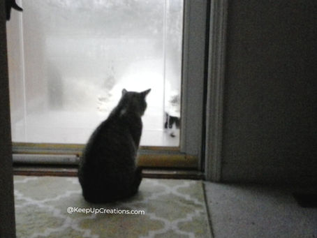 Indoor cat looking out a frosted storm door at a black and white cat peering into the warmth.