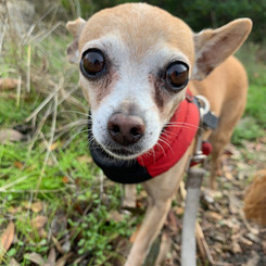Nela Bella aka Monkey