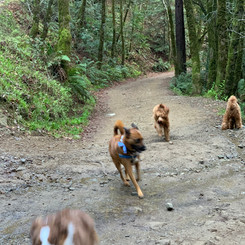 Run Reggie Run