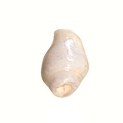 Coquillage Nassarius Colombella BlancCrè