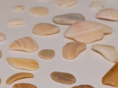 Du Sable à l'Éclat : La Métamorphose du Coquillage