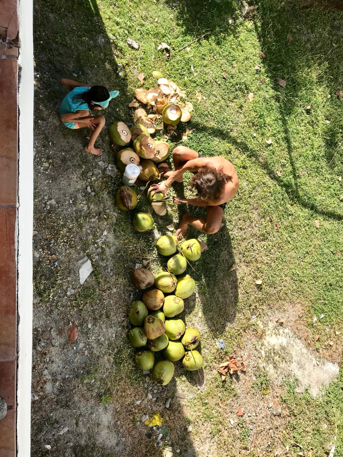 Wild Harvested Coconut Water