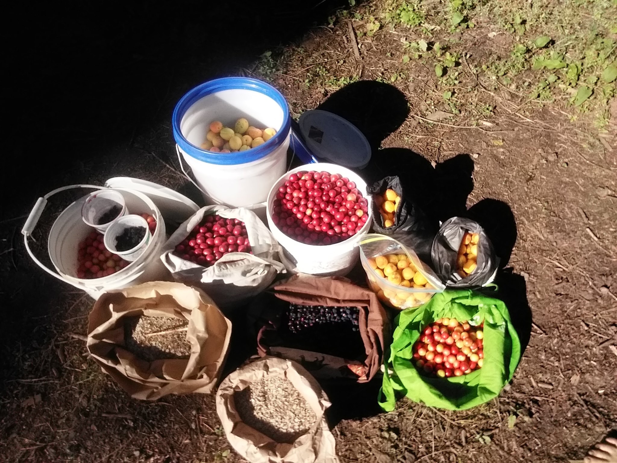 Wildseed Restoration